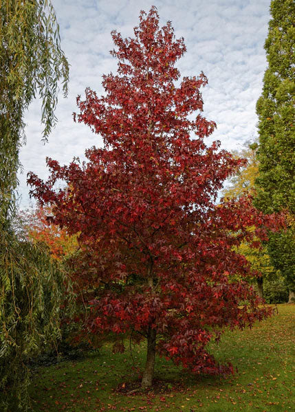 Seed Grow Kit - Red Maple